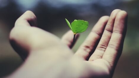 A small green seedling with two tiny leaves rests on the edge of a person's open hand, symbolizing growth and care.